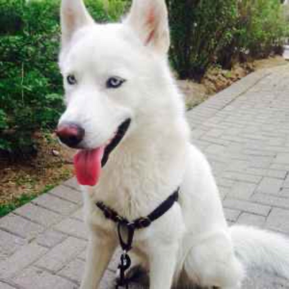 Meet your Posher, Tonio